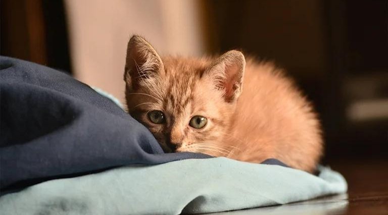 Remove pet hair from carpets